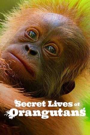 Nonton Film Secret Lives of Orangutans (2024) Terbaru Nonton Film Secret Lives of Orangutans (2024) Terbaru